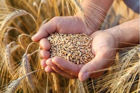 الفاو تدرس توريد الحبوب مجانا للدول الفقيرة
