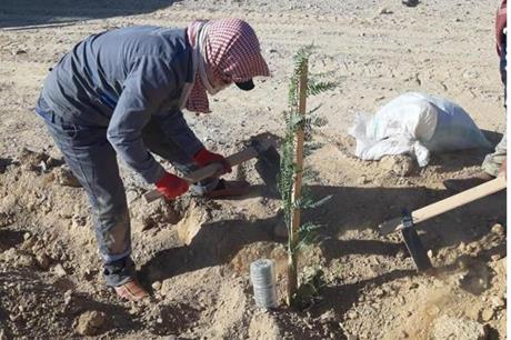 البدء بتشجير جوانب الصحراوي وزراعات حرجية في غابة القطرانة