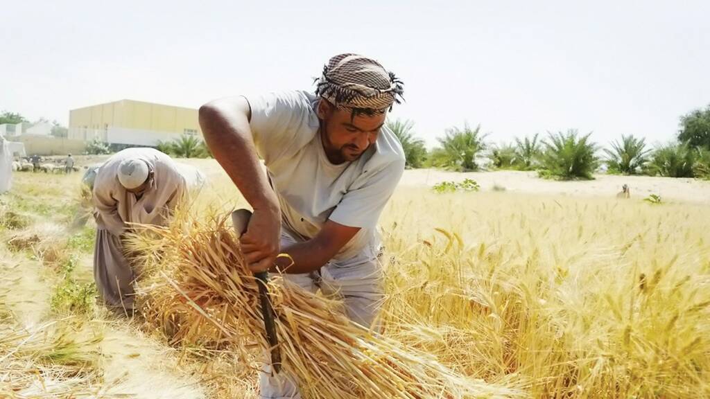 الشارقة تُنتج 4 آلاف طن من القمح خلال عام <br> الدولة تدعم المزارعين بالكهرباء والمياه باسعار منخفضة