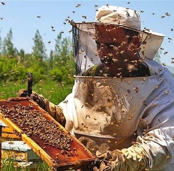 المزارع المرهي يسطر قصة نجاح متميزة باستخدام تقنية الزراعة المائية