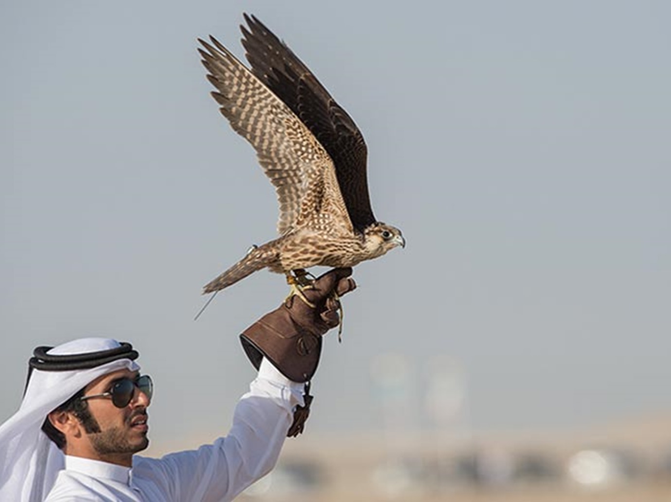 بدء مهرجان قطر الدولي للصقور والصيد في نسخته الرابعة عشرة