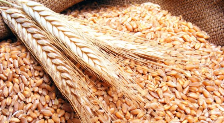 الحكومة تطرح عطاء لشراء القمح