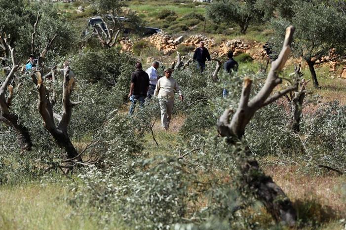 مستوطنون يحطمون أشتال زيتون جنوب نابلس