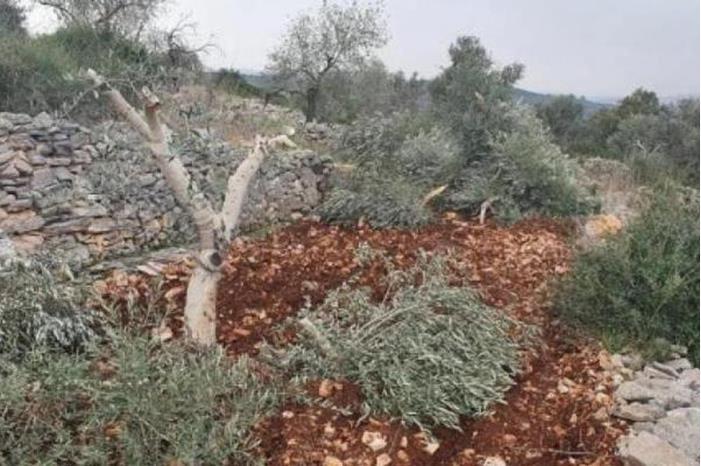 مستوطنون يكسرون 40 شجرة زيتون شرق قلقيلية