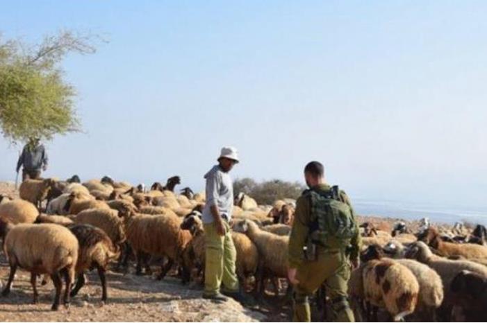 مستوطنون يهاجمون رعاة الأغنام بمسافر يطا جنوب الخليل