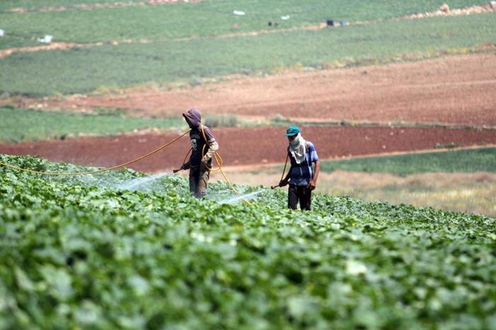 وزارة الزراعة...إنجازات ونقلة نوعية في تشجيع الاستثمار لعام 2022