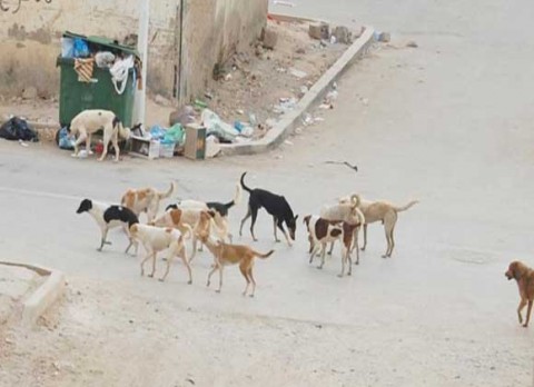 15 ألف كلب ضال في اربد ومنظمات حقوق الحيوان ترفض التعاون مع البلديات
