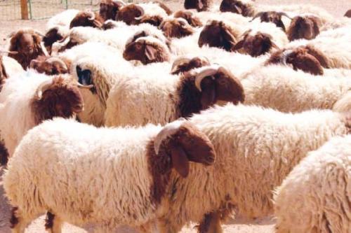 الكواليت يتوقع انخفاض اسعار اللحوم البلدية