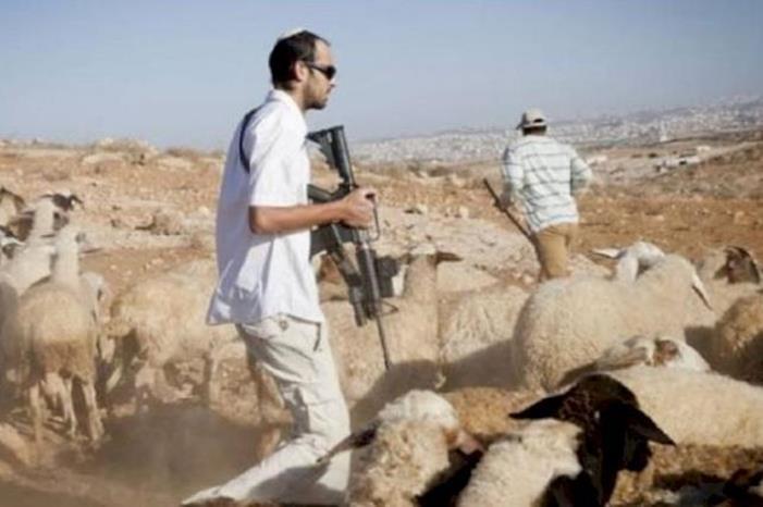 مستوطنون يعتدون على راعي أغنام غرب أريحا ويهددونه بالسلاح