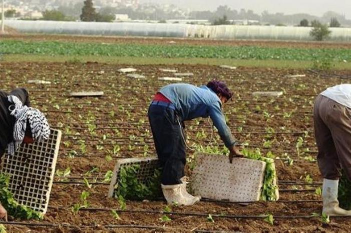 مطالب بإعفاء المزارعين من فوائد القروض وتأجيل الأقساط عليهم