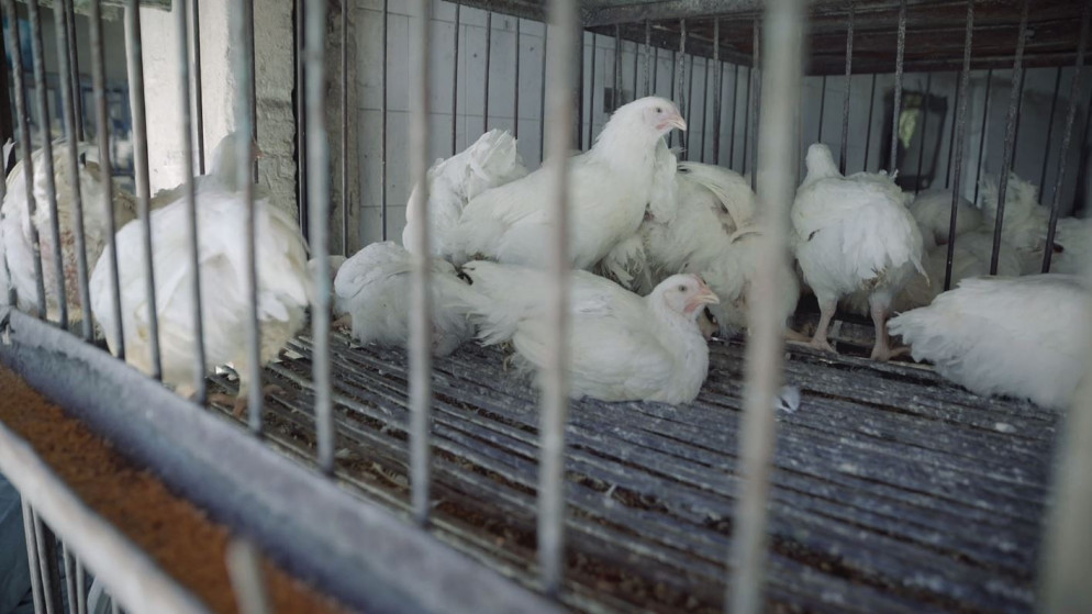حماية المستهلك: شكاوى من عدم الالتزام بالسقوف السعرية للدجاج