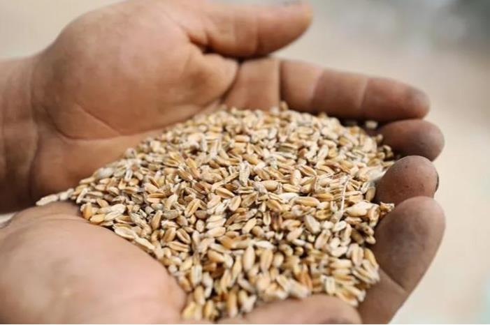 اتجاه تنازلي لأسعار القمح عالمياً