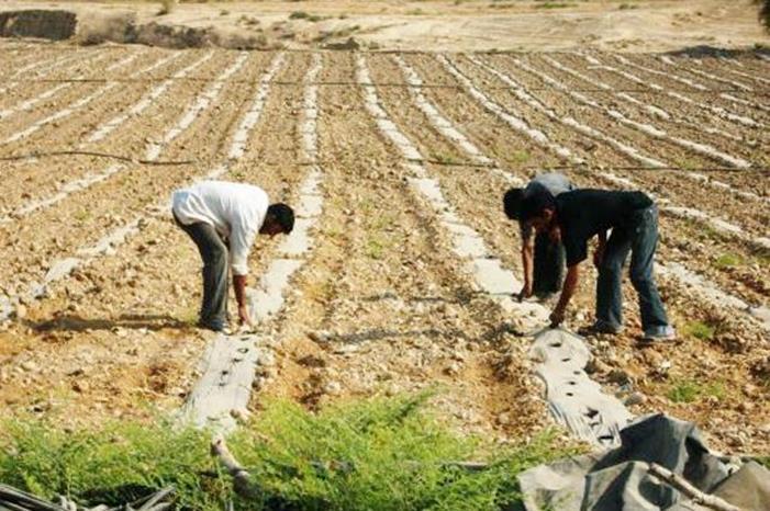 المؤسسة التعاونية تتفقد تعاونيات زراعية في الأغوار الجنوبية
