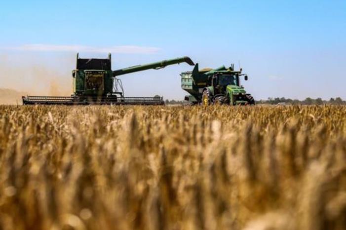 تراجع أسعار القمح عالمياً مع تجديد اتفاق تصدير الحبوب الأوكرانية