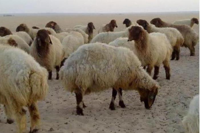 البادية الشمالية : نفوق مواشي تناولت نبته سامة