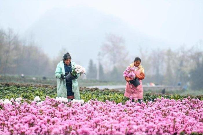 101 مليار دولار مبيعات الصين من الزهور سنويا بحلول 2035