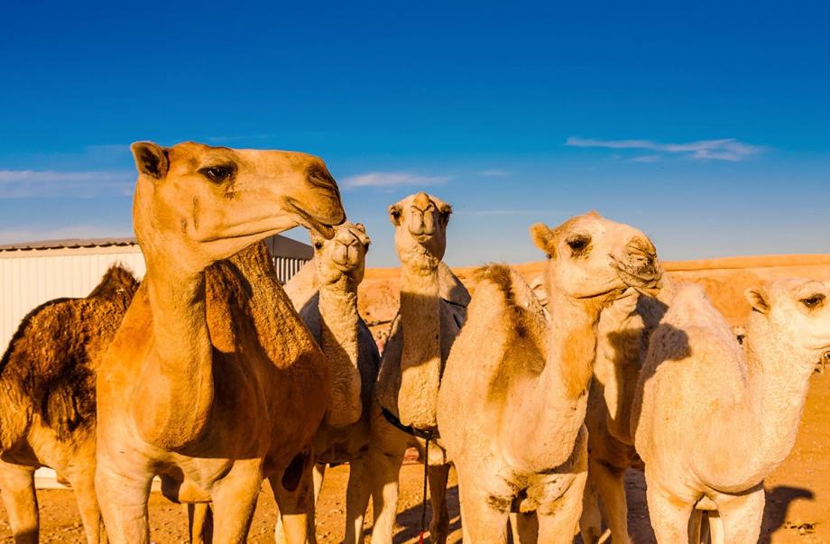 تقديم ١٠ رؤوس من الإبل وهدايا بمناسبة زفاف ولي العهد في المفرق