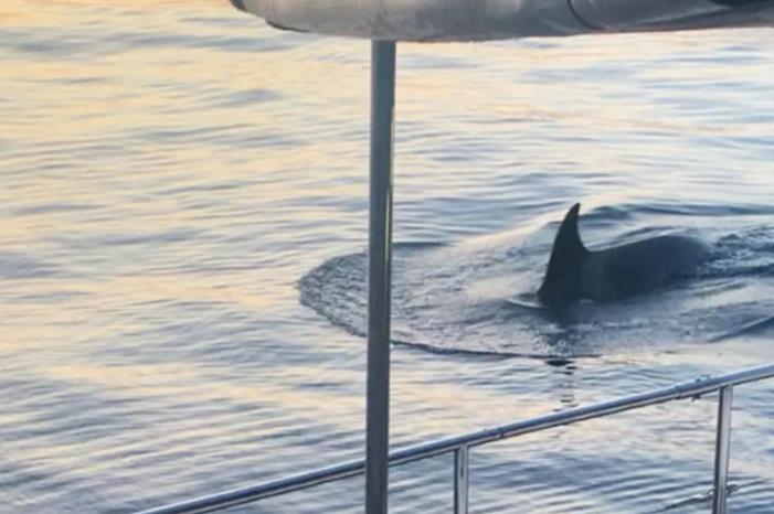 "الحوت القاتل" يهاجم 4 أشخاص في اسبانيا لمدة ساعة