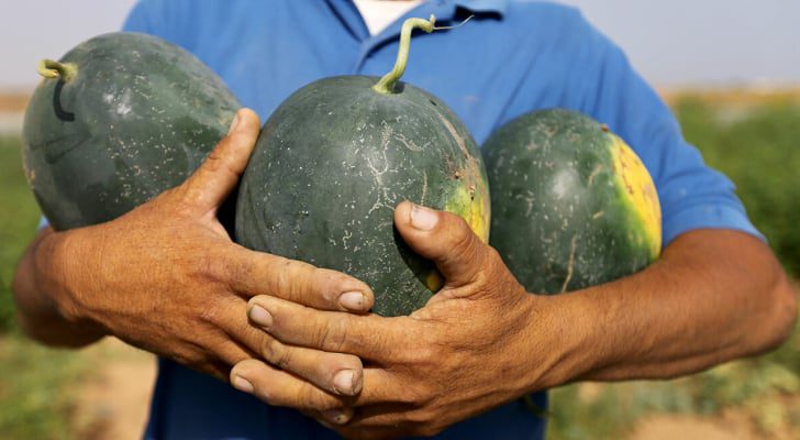 رغم المعاناة والقهر.. فلسطيني يوزع البطيخ مجانا على أحد الحواجز