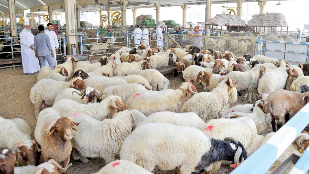 قطر: أضاحي بأسعار مدعومة للقطريين مستوردة من الأردن 