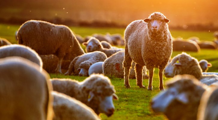 الإفتاء العام تبين أنواع الهدي في الحج