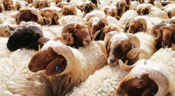 الزراعة للأردنيين: الأضاحي متوفرة بأسعار مستقرة