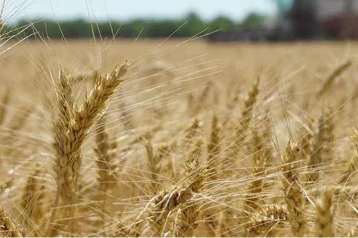 المغرب يسعى لاستيراد 2.5 مليون طن من القمح