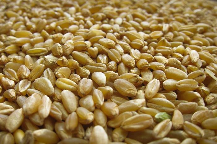 دراسة: خطر عالمي يواجه محاصيل القمح بسبب تغير المناخ