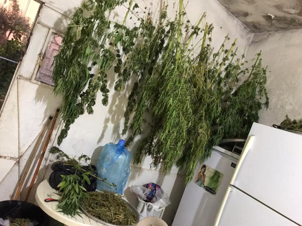 ضبط مواطن يزرع ماريجوانا بمنزله في عمان