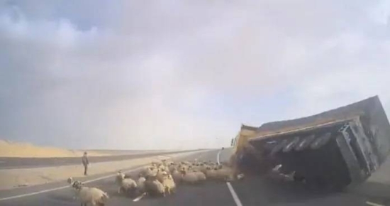 نفوق ٢٦ رأس أغنام دهسا بحادث تدهور مركبة على الصحراوي