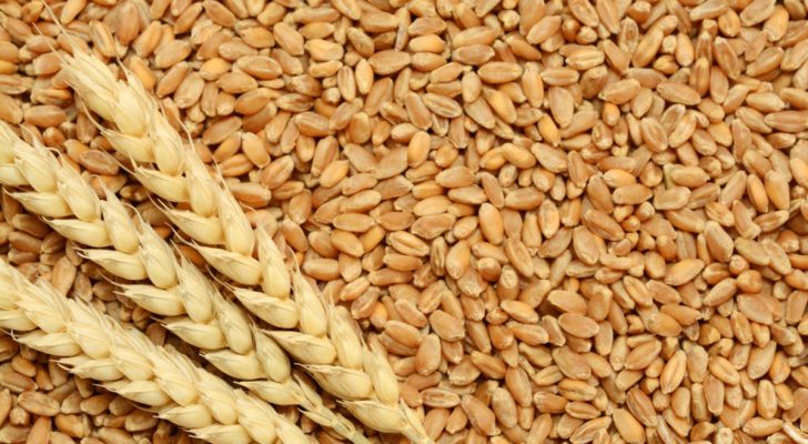 ارتفاع أسعار القمح عالميا