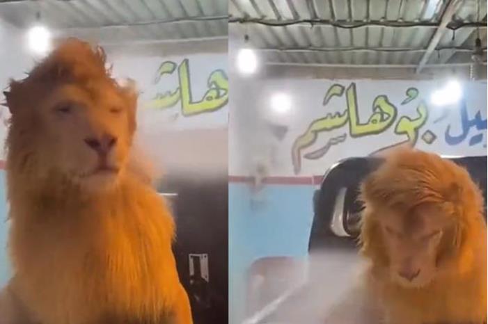 شاهدوا شاب يغسل أسدا داخل مغسل سيارات