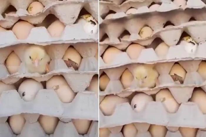 شاهدوا بيض يفقس من الحر بمصر