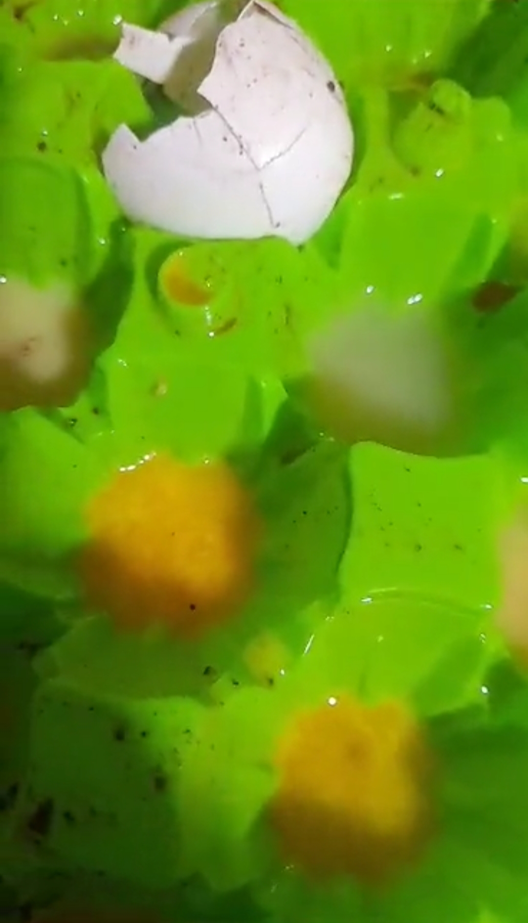 ما حقيقة وجود بيض معفن في الأسواق؟