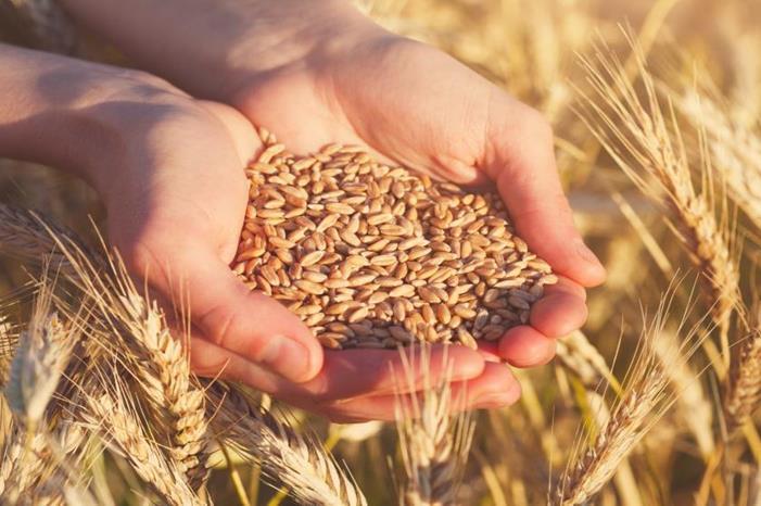 انخفاض أسعار القمح عالمياً