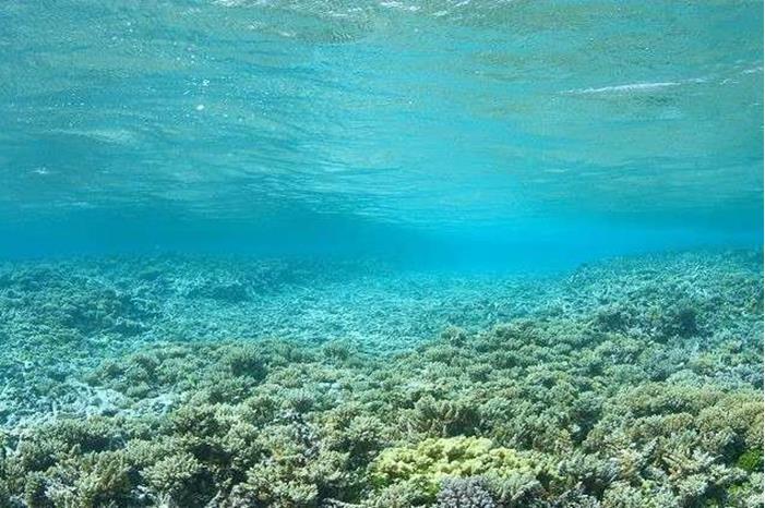 جسم ذهبي غامض في قاع المحيط - صورة