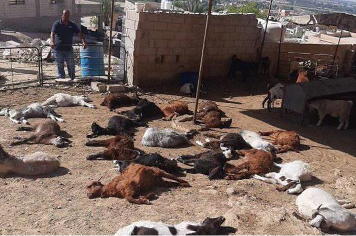 الشونة الوسطى: نفوق 23 رأساً من الأغنام بسبب الكلاب الضالة