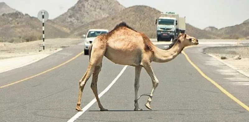 اصابة بصدم مركبة لجمل على الطريق الصحراوي