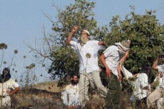 مستعمرون يسرقون 30 رأس بقر في الأغوار الشمالية الفلسطينية