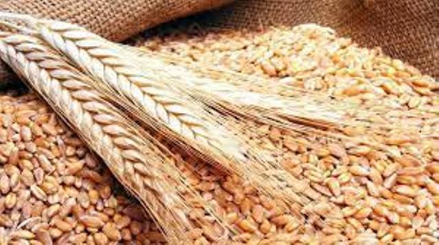 انخفاض أسعار القمح عالمياً 21%