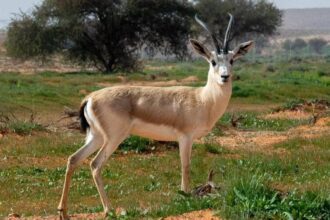كيف أجبر نوع من النمل أسود كينيا على ترك افتراس الحمير
