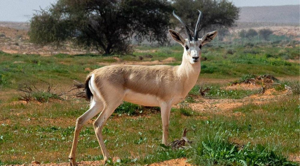 كيف أجبر نوع من النمل أسود كينيا على ترك افتراس الحمير