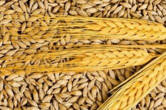 الصناعة والتجارة تطرح عطاء لشراء 100 أو 120 ألف طن شعير