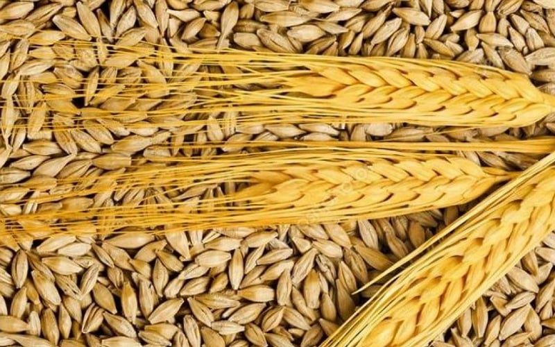 الصناعة والتجارة تطرح عطاء لشراء 100 أو 120 ألف طن شعير