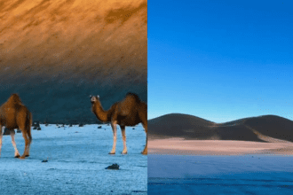 الصقيع يشكل مناظر خلابة في المدينة المنورة