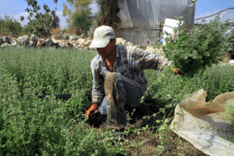 "ذهب فلسطين الأخضر" أهميته أكبر مِما نعرف
