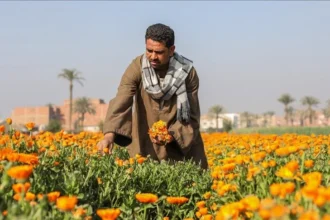 زهرة تَزرعها مصر وتتعطر بها أوروبا