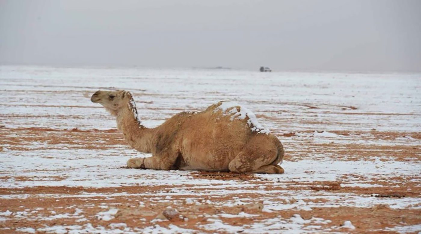 الإبل وسط الثلوج بالسعودية في مشهد نادر(فيديو)