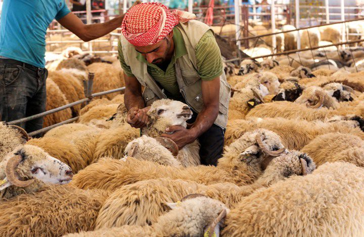بلدية إربد تباشر إزالة حظائر بيع الأضاحي