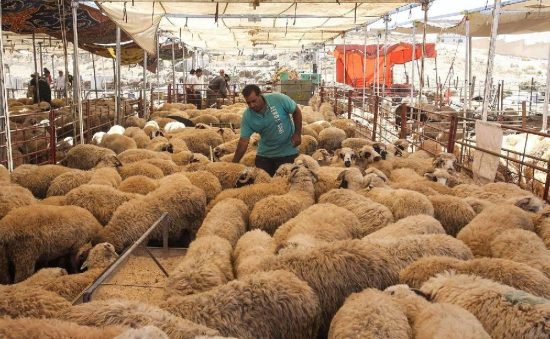 خلدون الهوادي:بيع نحو 8 آلاف رأس من الأغنام في ثاني أيام عيد الأضحى